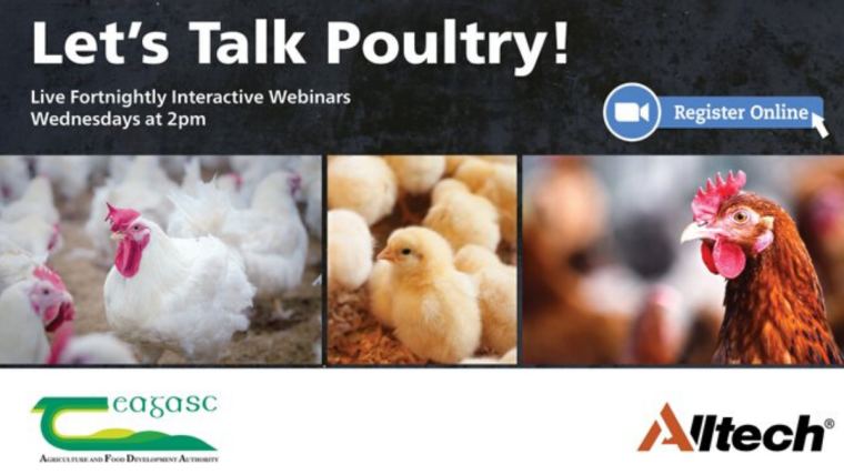 ‘Let’s Talk Poultry’ – Teagasc and Alltech launch webinar series to tackle poultry industry issues  