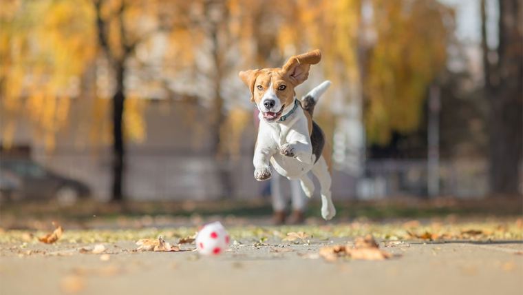 Cão ao ar livre brincando com bola