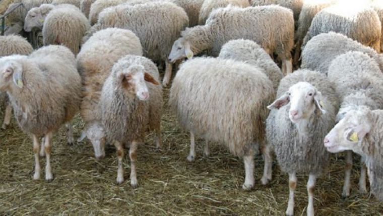 Estrés por calor en ovino