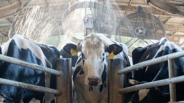 Maßnahmen gegen Hitzestress bei Milchkühen