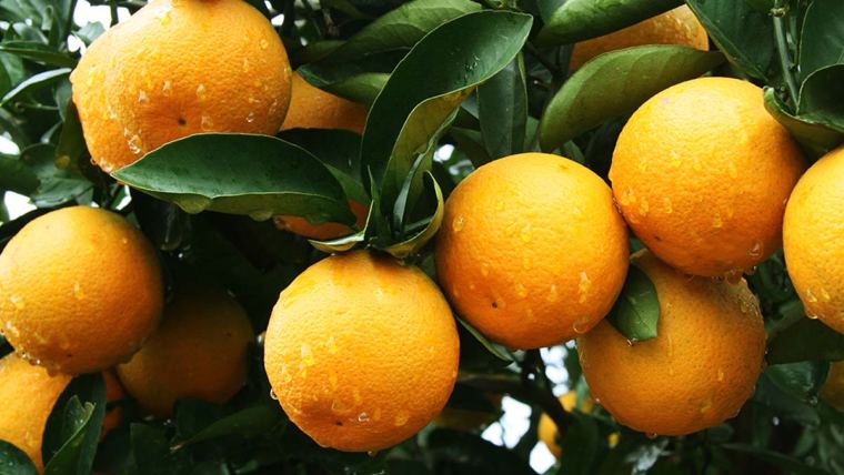 pomar de laranja