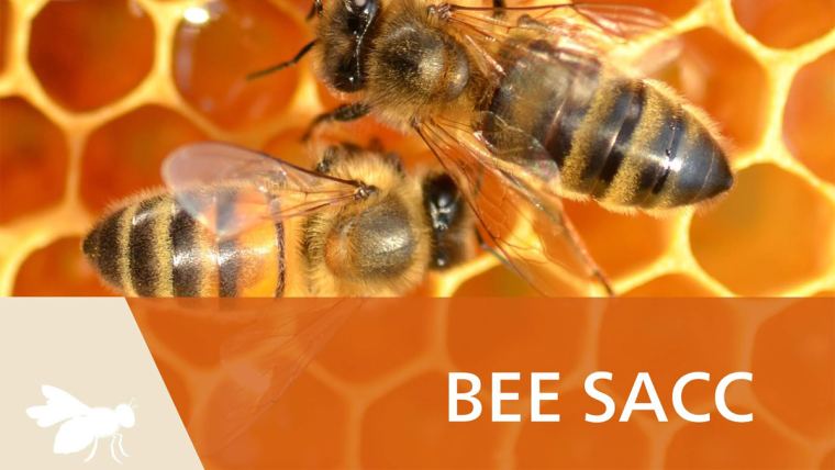 BEE-SACC - Alimento para abejas