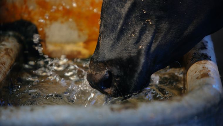 Dairy cow water trough space
