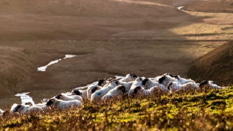 Upland Sheep UK