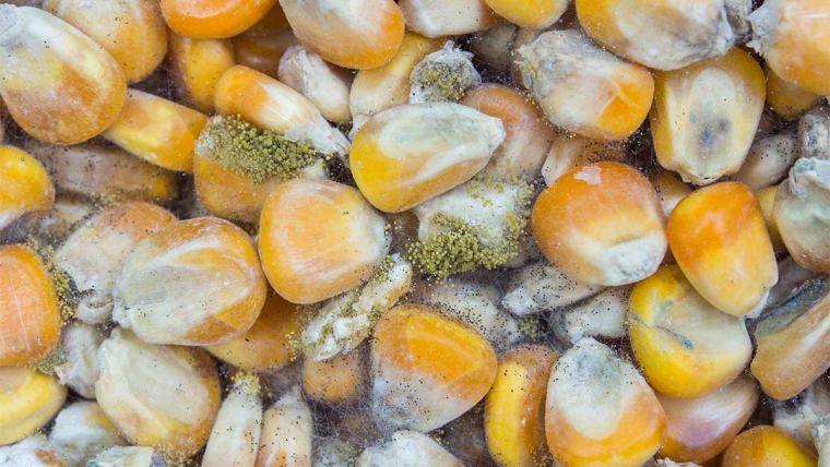 grãos de milho contaminados com fungos e micotoxinas