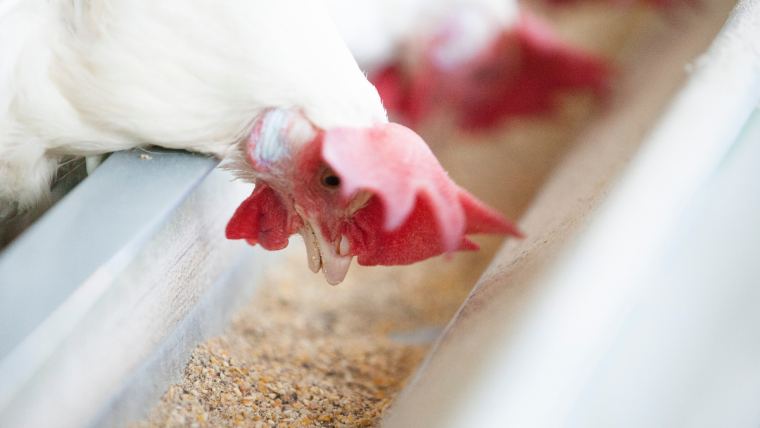 How mycotoxins affect poultry