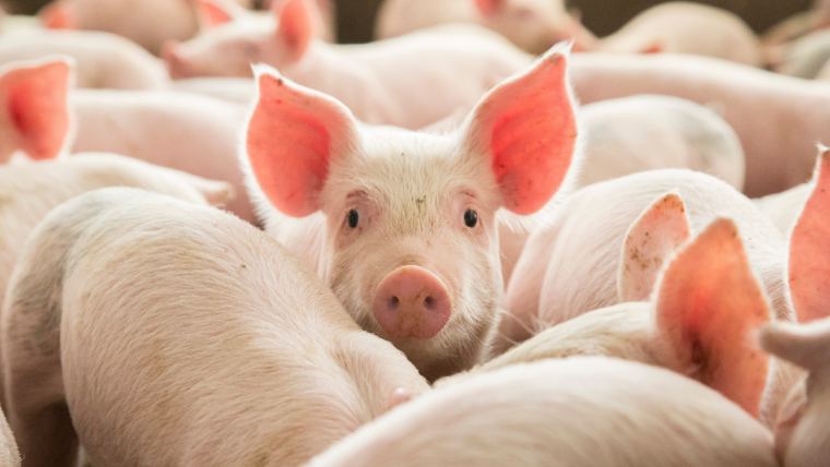 Die Wirkung von Mykotoxinen auf Schweine
