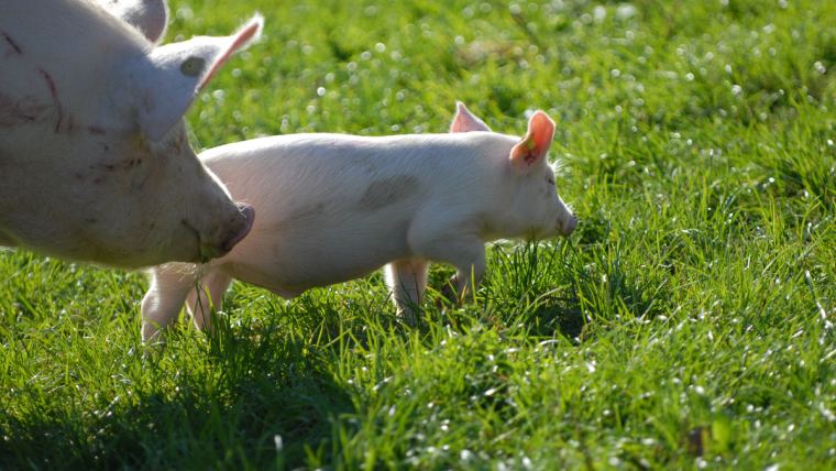 3 stages of optimizing piglet nutrition for gut health | Alltech