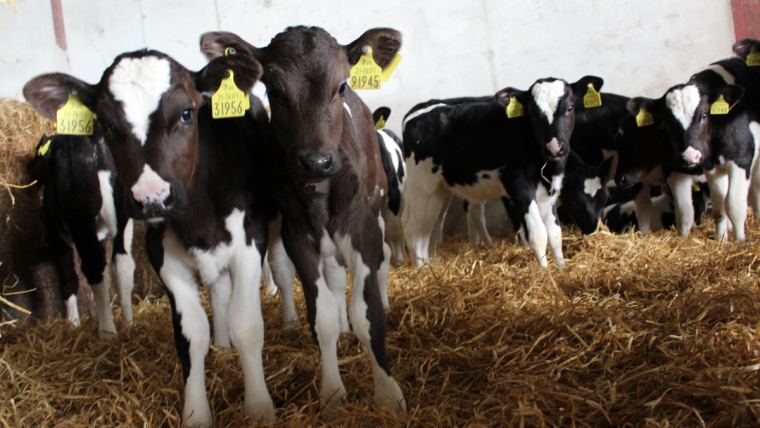 Successful calf rearing: from birth to weaning