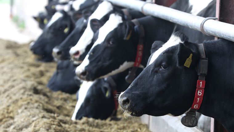 Mikotoksini kod mliječnih krava