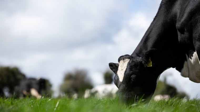 BEAT THE DROP: Combatting a drop in butterfat