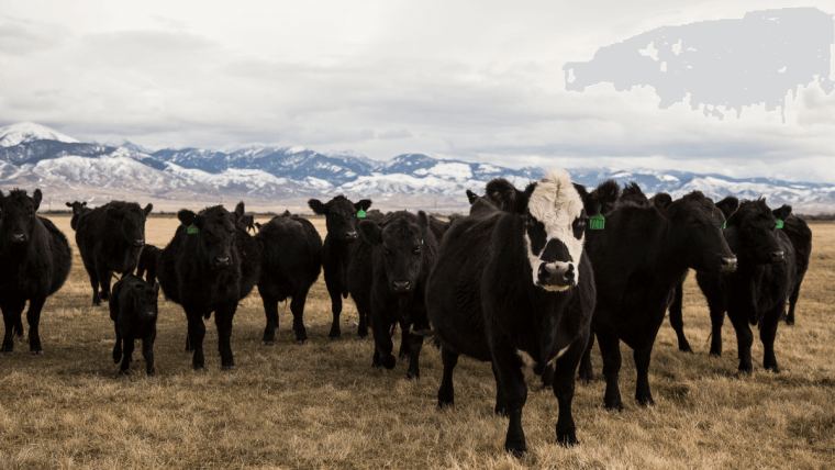 Are your beef cows ready to rebreed? | Alltech