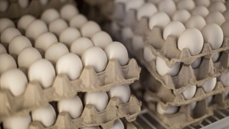 Uloga zdravlja crijeva u povećanju proizvodnje jaja