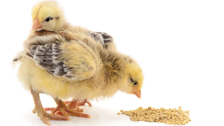 Enzimas en la nutrición para aves: Una tecnología para reducir los costos en los sistemas de producción avícola