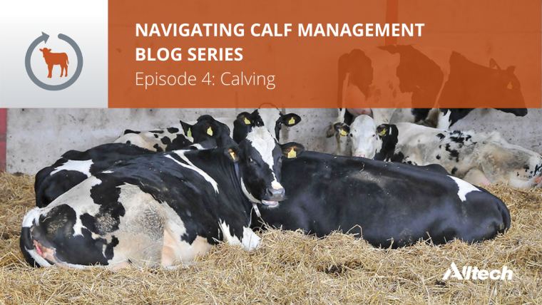 Navigating Calf Management 