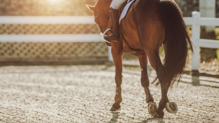 Feeding performance horses doesn't have to be complicated. Follow the steps below to balance your horse's diet and maximize performance.