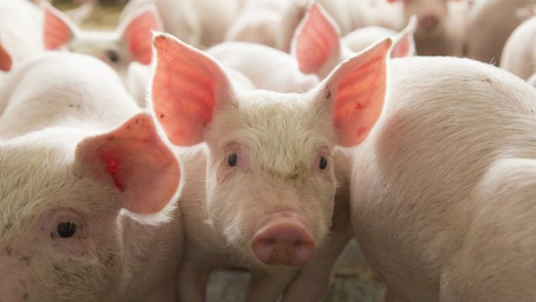 10 signos de advertencia de la presencia de micotoxinas en sus cerdos