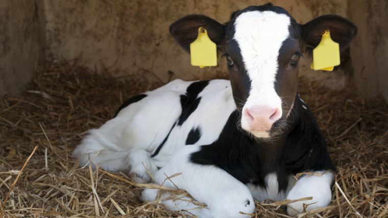 heat stress in calves 