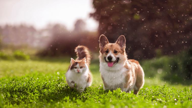 Dog and cat in field