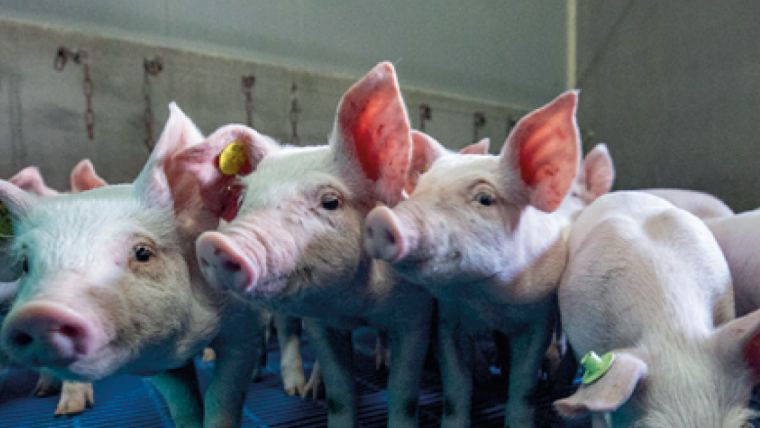 Genkend advarselstegnene på mykotoksiner hos grise
