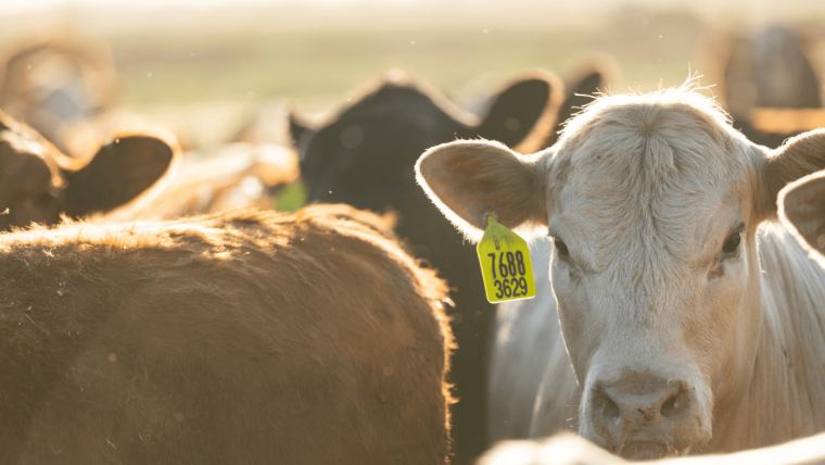 Unlock the potential of feedlot rations for beef cattle | Alltech