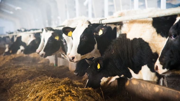 Optigen®: una opción proteica rentable en la nutrición de los sistemas de producción bovina de carne y leche