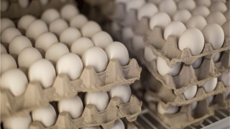 Cómo aumentar la producción de huevos a través de la salud intestinal