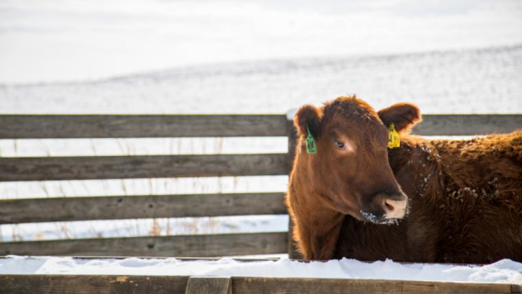 Tareas de invierno para los ganaderos de vacuno