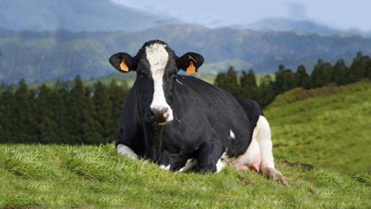 Enseñan a las vacas a ir al baño para reducir las emisiones de GEI
