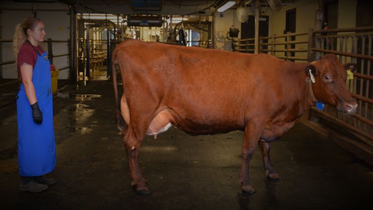 Moviendo las vacas con menos estrés en nuestras lecherías 