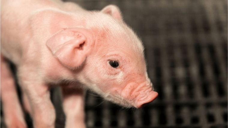 Producción de cerdos exitosa sin óxido de zinc: cómo prosperar y sobrevivir 