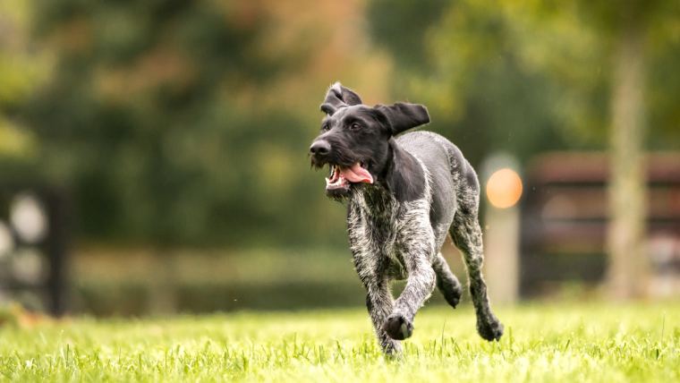 Dog  running on grass