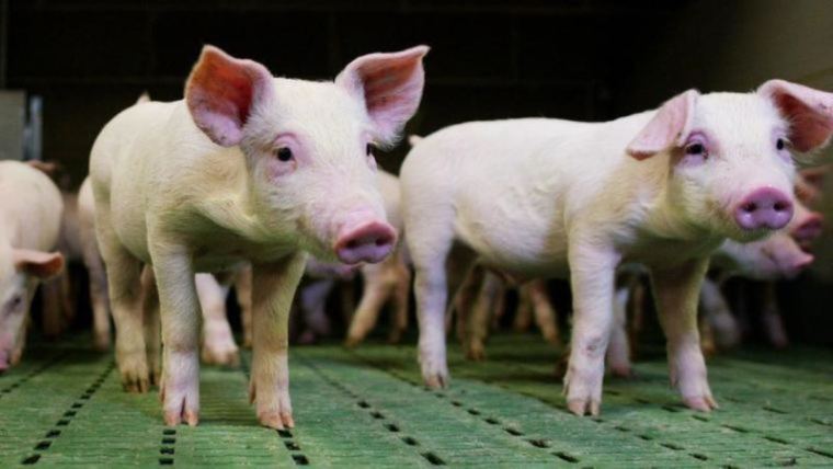 Симптомите за наличие на микотоксини при свинете