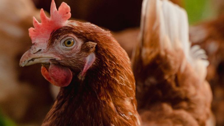 Cage-free egg production: Trends and challenges