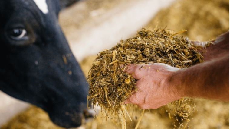 3 things to do when your silage starts to heat up 