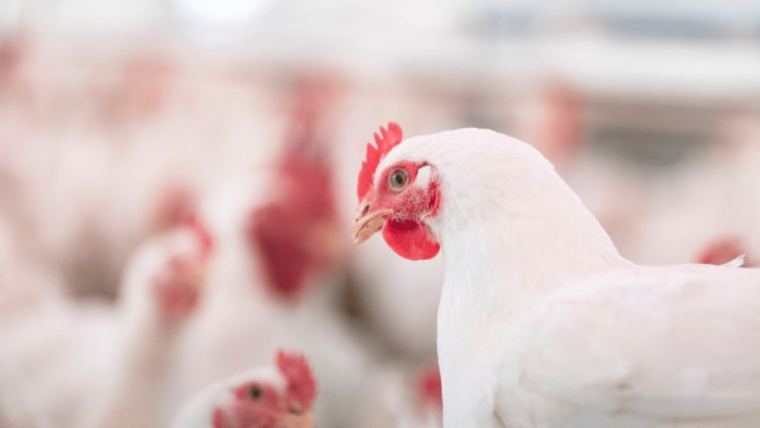 Avian influenza viruses spread through direct contact with infected birds or through contaminated feed, water, equipment and clothing.