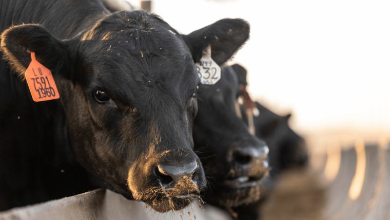 Heat stress in beef cattle