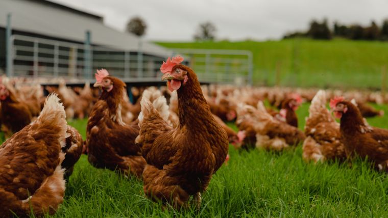 cage-free trends and challenges