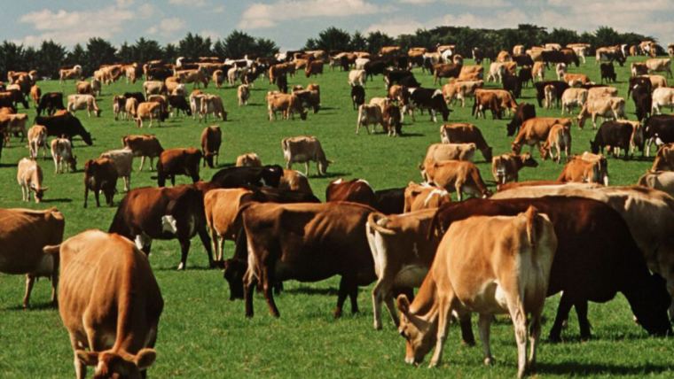Soluciones para reducir los costos de los ganaderos productores de leche