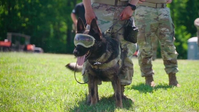 A working dog during training wearing goggles 
