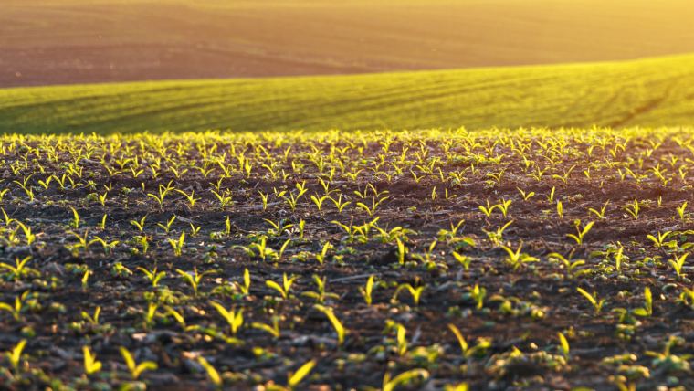 Importancia del suelo en la producción de cultivos