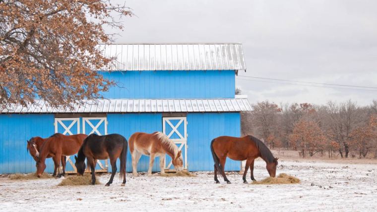 Top tips for winter horse property preparation