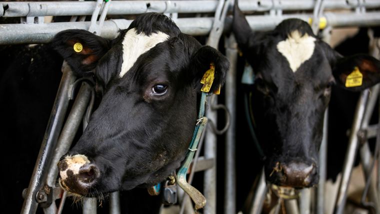 Feeding cows for peak milk production performance