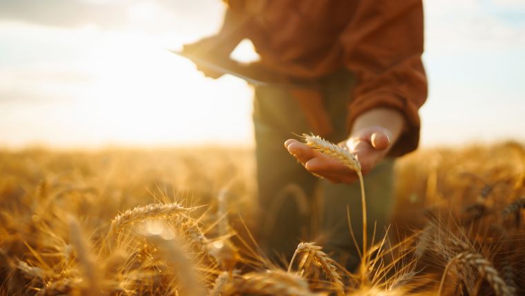 2023 harvest: Early insights into Europe’s mycotoxin landscape