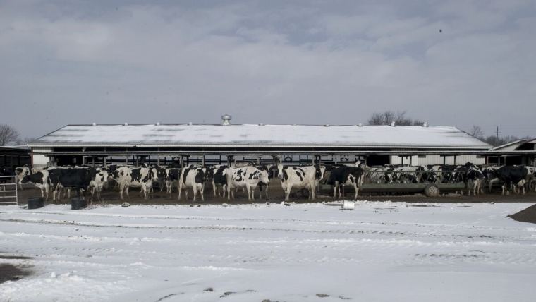 Winter dysentery in cows: The causes and methods of control