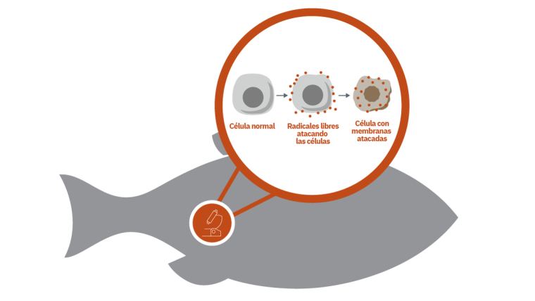 Estrés oxidativo: Una amenaza para la salud y la calidad del salmón