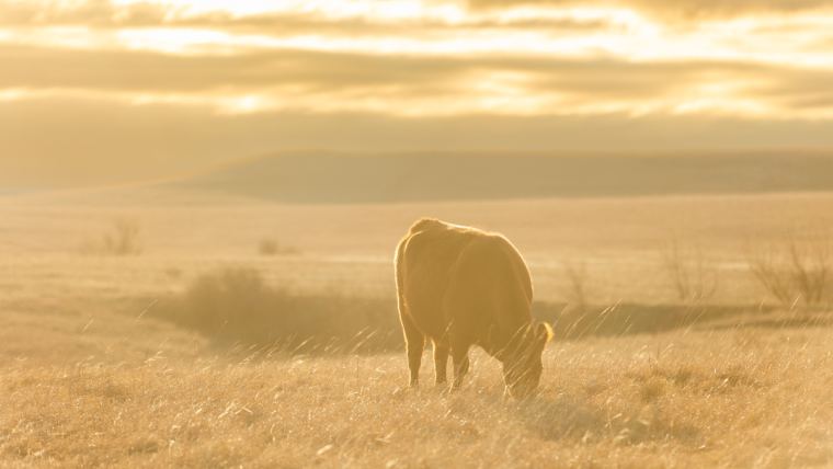 What is climate-neutral beef?