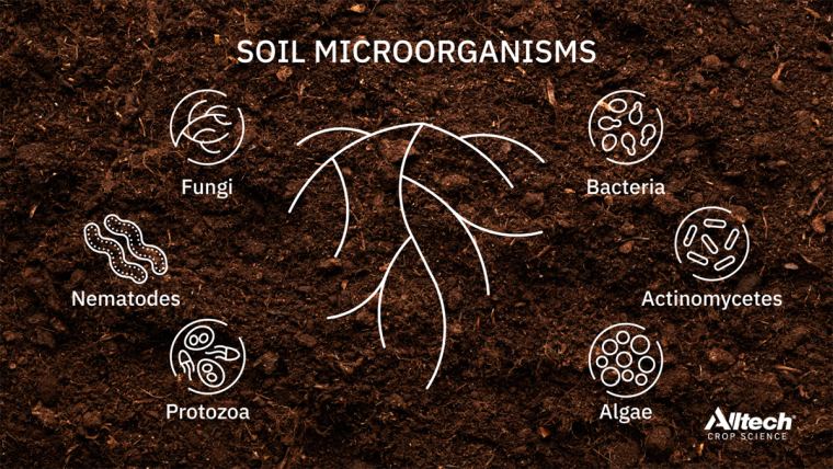 solo supressivo é uma ferramenta voltada a promover a saúde do solo 