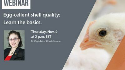 Egg-cellent shell quality: Learn the basics