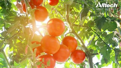 In search of the perfect tomato crop: Hormonal precursors aid in standardization